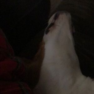 Meet your Posher, Amy